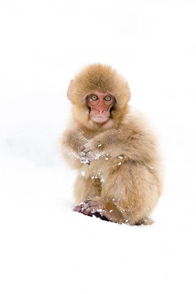 Goff, Ellen 아티스트의 Japan-Nagano Portrait of a Japanese macaque작품입니다.